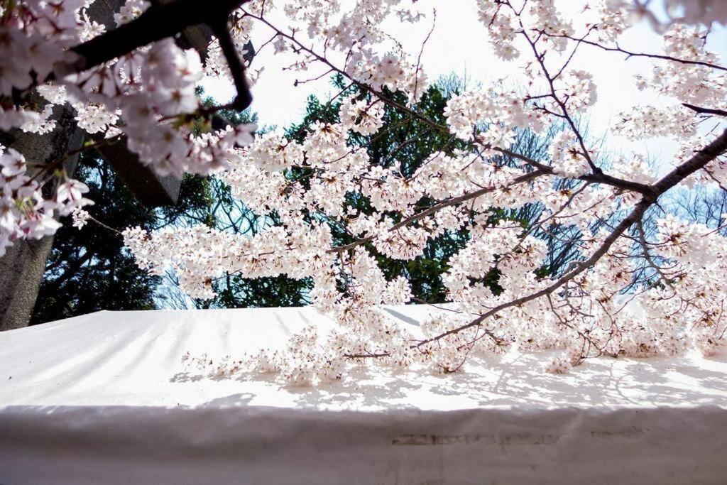 Apartment 上野車站徒步5分鐘/秋葉原步行可至/精装豪华二室一厅/机场直达45分/免费wi-fi#b *